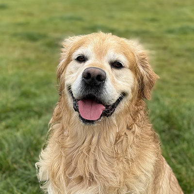 A photograph of Loki.
